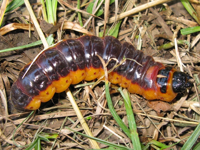 Bruco di cossus cossus???